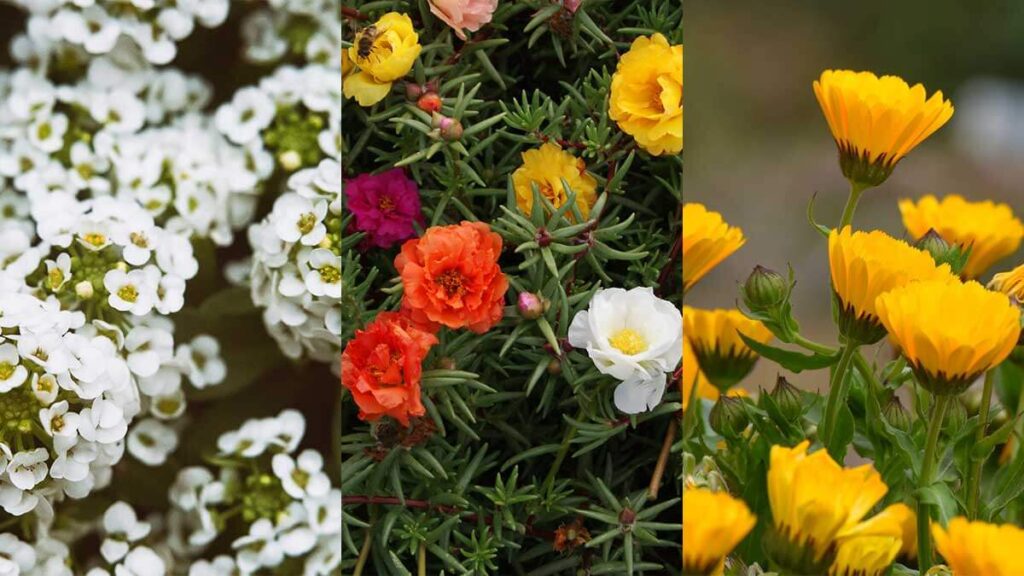 5 устойчиви на слънце цветя