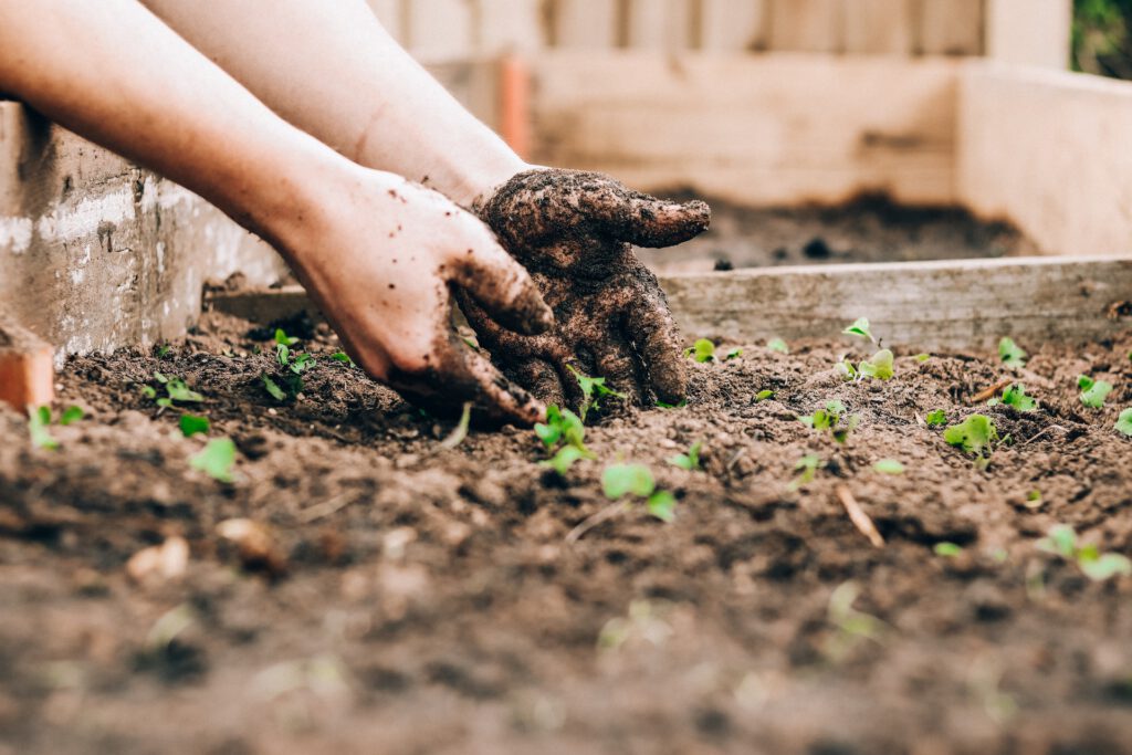 5 съвета за подготовка на почвата и засяване на семена в градината